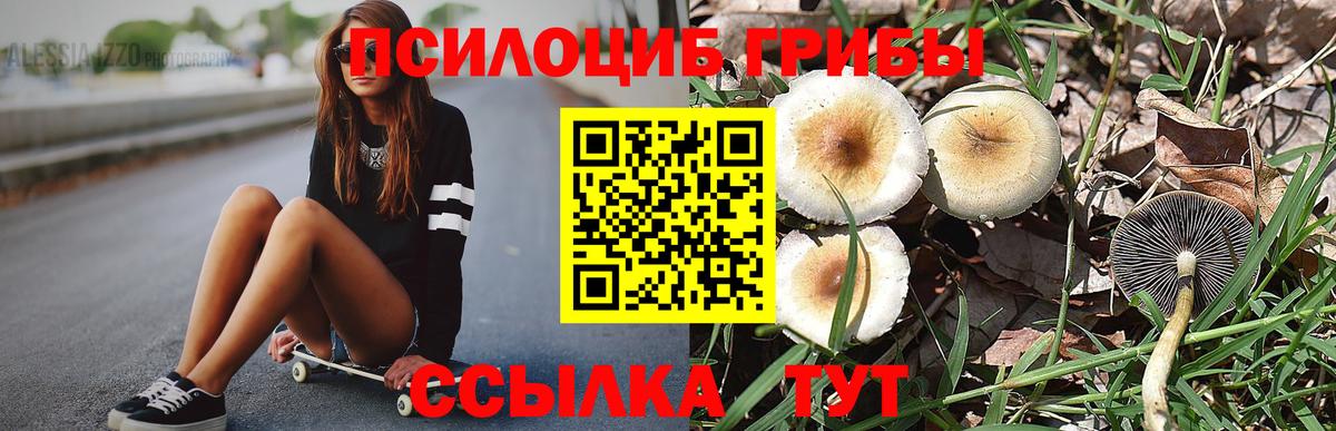 Чебоксары  продажа наркотиков  Вход с VPN  Псилоцибиновые грибы GOLDEN TEACHER 